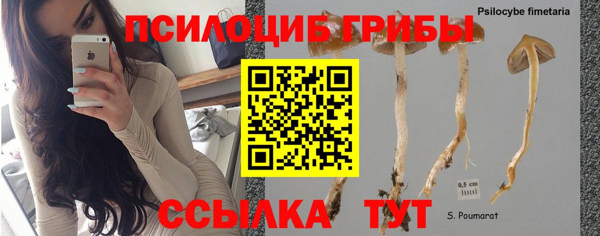 Псилоцибиновые грибы мицелий Орск
